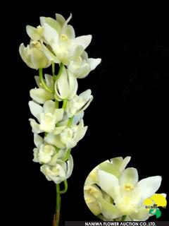 Cymbidium Ministar(Small Flower).jpg